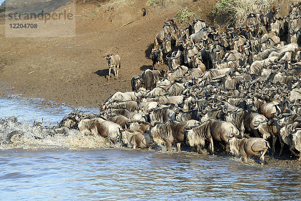 Herde wandernder Gnus (Connochaetes taurinus) beim Überqueren des Mara-Flusses  Masai Mara Game Reserve  Kenia  Ostafrika  Afrika