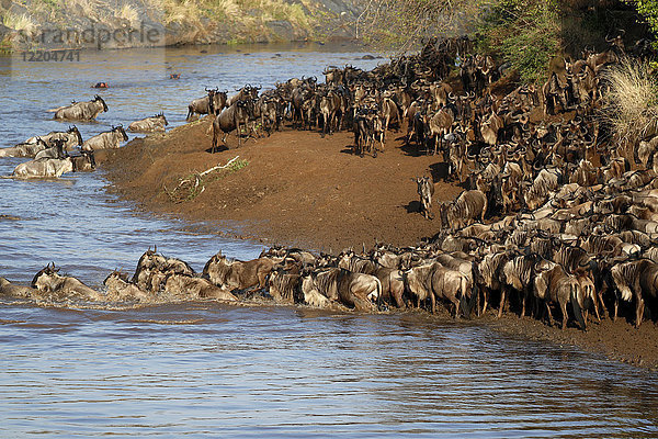 Herde wandernder Gnus (Connochaetes taurinus) beim Überqueren des Mara-Flusses  Masai Mara Game Reserve  Kenia  Ostafrika  Afrika