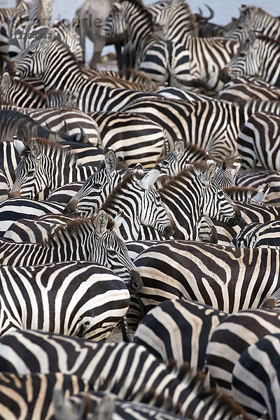 Zebras  Serengeti-Nationalpark  Tansania  Ostafrika  Afrika