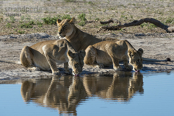 Drei Löwinnen (Panthera leo) am Wasserloch  Botswana  Afrika