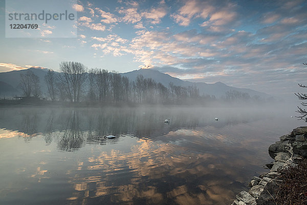 Schwäne im Fluss Mera bei Sonnenaufgang  Sorico  Provinz Como  Unteres Valtellina  Lombardei  Italien  Europa