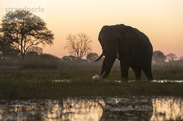 Ein afrikanischer Elefant (Loxodonta africana) beim Spaziergang im Khwai-Fluss bei Sonnenuntergang  Botsuana  Afrika