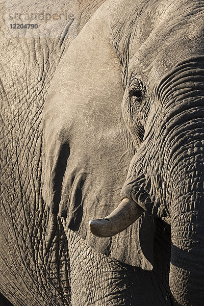 Afrikanischer Elefant (Loxodonta africana)  Savuti  Chobe-Nationalpark  Botsuana  Afrika