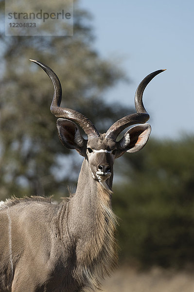 Großer Kudu (Tragelaphus strepsiceros)  Kalahari  Botsuana  Afrika