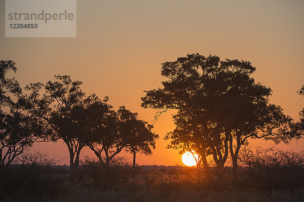 Sonnenuntergang im Savuti-Sumpf  Botswana  Afrika