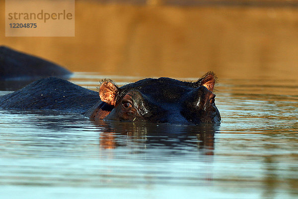 Flusspferd im Wasser  Krüger-Nationalpark  Südafrika  Afrika