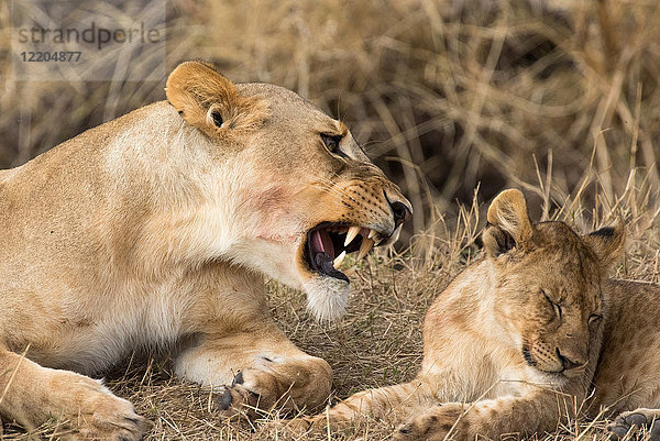 Löwin und Junges (Panthera leo)  Serengeti-Nationalpark  Tansania  Ostafrika  Afrika