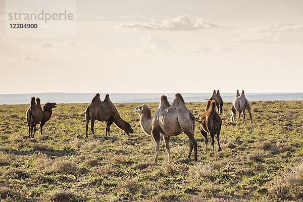 Kamele beim Grasen  Ulziit  Provinz Mittelgobi  Mongolei  Zentralasien  Asien