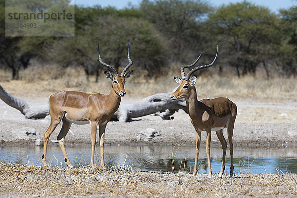 Zwei männliche Impalas (Aepyceros melampus) am Wasserloch  Botswana  Afrika