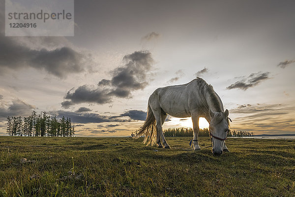 Pferd auf der Weide am Ufer des Hovsgol-Sees bei Sonnenuntergang  Provinz Hovsgol  Mongolei  Zentralasien  Asien