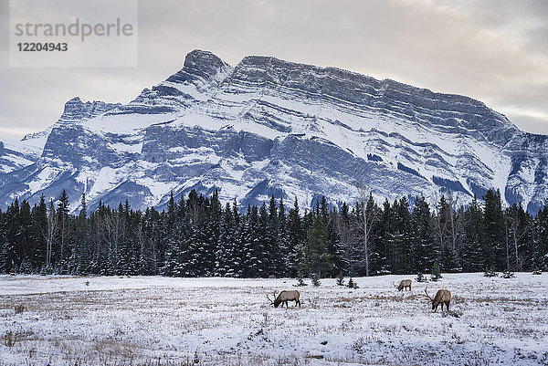 Winterlandschaft mit wilden Elchen im Banff-Nationalpark  UNESCO-Welterbe  Alberta  Kanadische Rockies  Kanada  Nordamerika