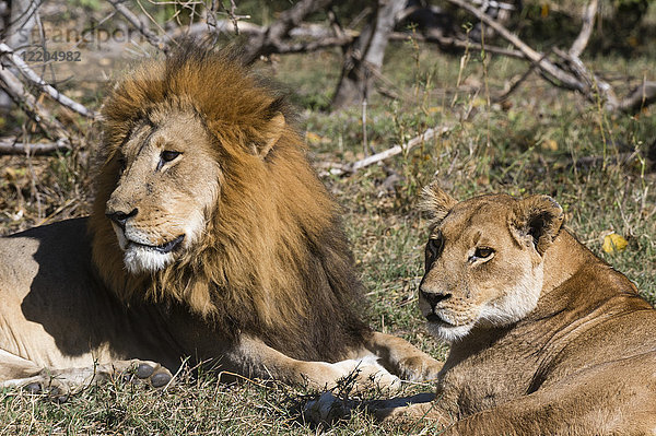 Löwe (Panthera leo)  Moremi-Wildreservat  Okavango-Delta  Botsuana  Afrika