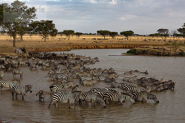 Zebraherde (Equus quagga) beim Wassertrinken  Serengeti-Nationalpark  Tansania  Ostafrika  Afrika