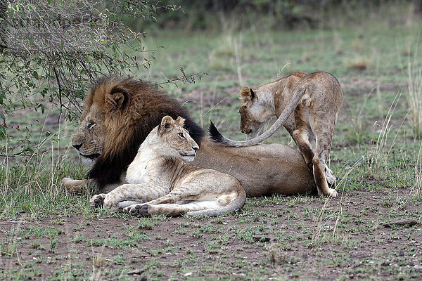 Löwe und Löwin (Panthera leo) in der Savanne  Masai Mara Game Reserve  Kenia  Ostafrika  Afrika