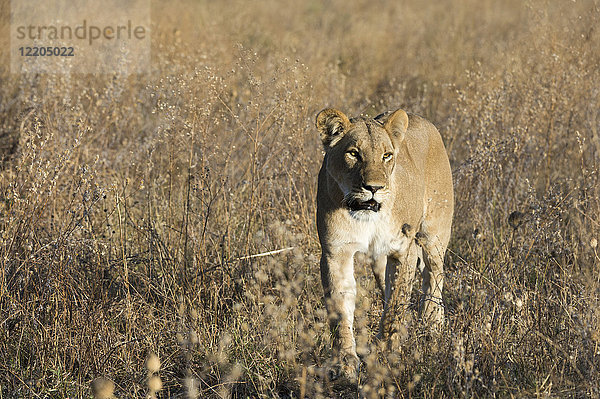 Löwe (Panthera leo)  Savuti  Chobe-Nationalpark  Botsuana  Afrika