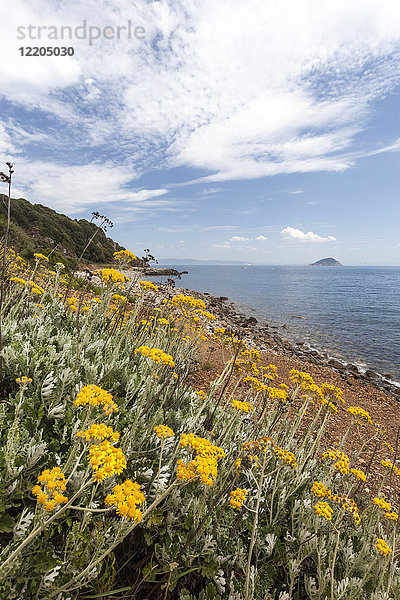 Wildblumen am Strand von Sansone  Portoferraio  Insel Elba  Provinz Livorno  Toskana  Italien  Europa