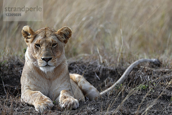 Löwin (Panthera leo) in der Savanne  Masai Mara Game Reserve  Kenia  Ostafrika  Afrika