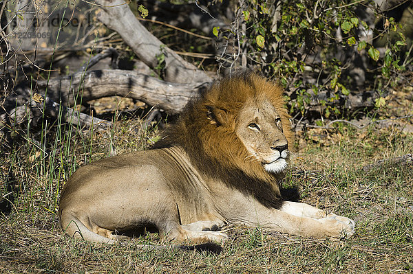 Löwe (Panthera leo)  Moremi-Wildreservat  Okavango-Delta  Botsuana  Afrika