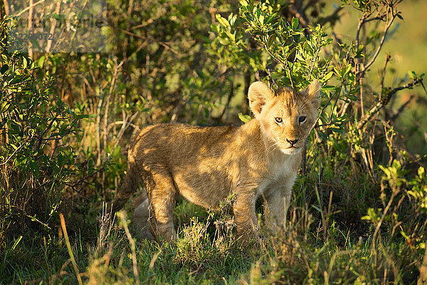 Löwenjunges  Masai Mara  Kenia  Ostafrika  Afrika