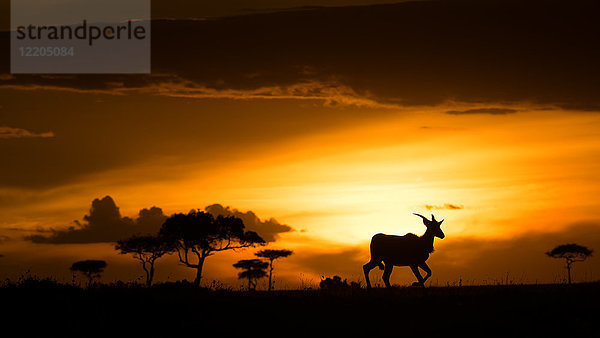 Eland bei Sonnenuntergang  Masai Mara  Kenia  Ostafrika  Afrika