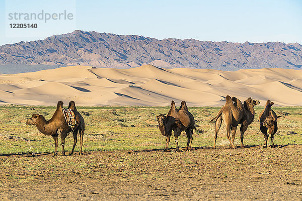 Kamele und Sanddünen der Wüste Gobi im Hintergrund  Bezirk Sevrei  Provinz Südgobi  Mongolei  Zentralasien  Asien
