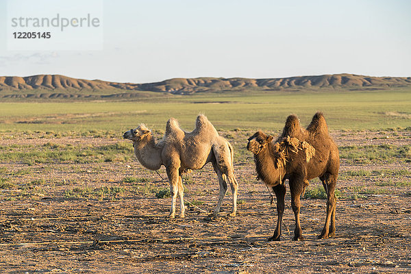 Zwei Kamele in der Wüste Gobi  Ulziit  Provinz Mittelgobi  Mongolei  Zentralasien  Asien