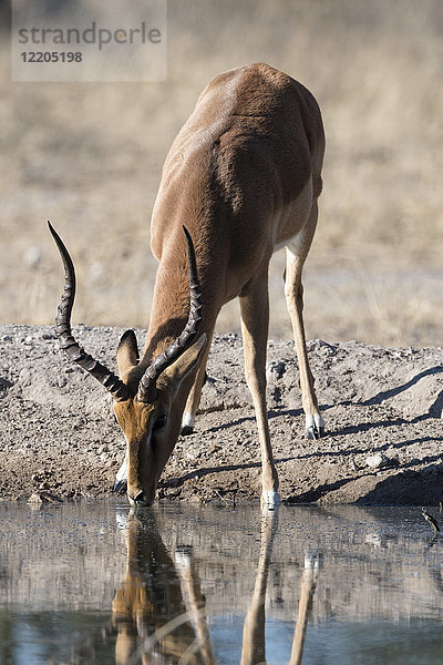 Impala (Aepyceros melampus) am Wasserloch  Kalahari  Botswana  Afrika