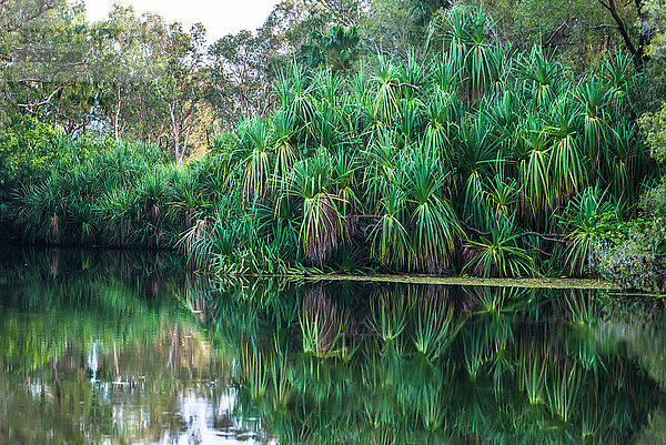 Yellow Water Billabong und Feuchtgebiet  Kakadu National Park  UNESCO Weltkulturerbe  Northern Territory  Australien  Pazifik