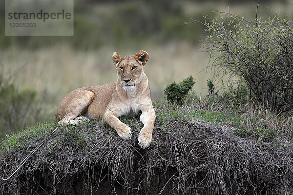 Löwin (Panthera leo) in der Savanne  Masai Mara Game Reserve  Kenia  Ostafrika  Afrika