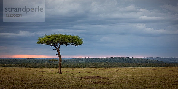 Akazienbaum  Masai Mara  Kenia  Ostafrika  Afrika
