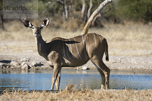 Großer Kudu (Tragelaphus strepsiceros)  Kalahari  Botsuana  Afrika