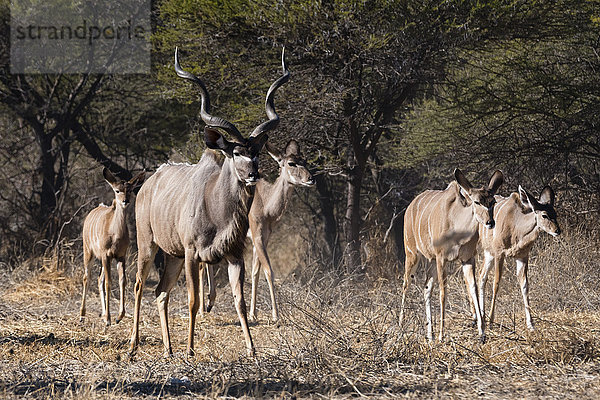 Ein männlicher Großer Kudu (Tragelaphus strepsiceros) mit seinem Harem von Weibchen  Botswana  Afrika