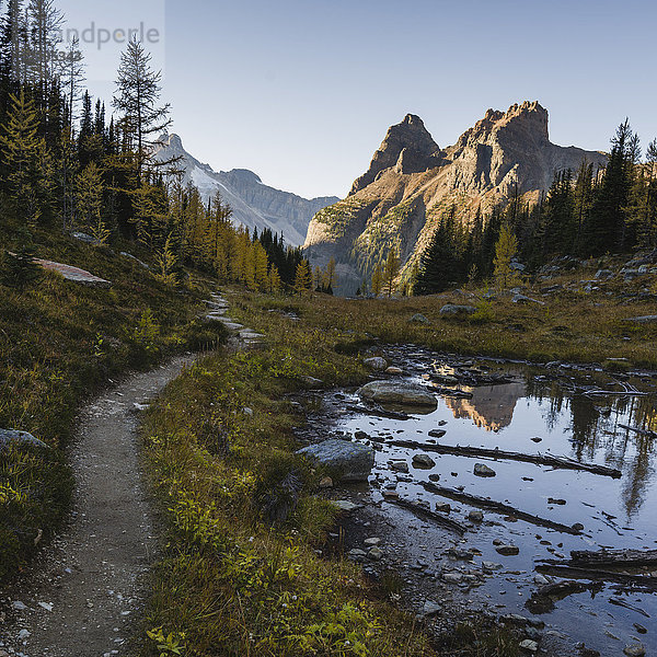Der Alpine Circuit Trail am Lake O'Hara  Yoho-Nationalpark  UNESCO-Welterbe  British Columbia  Kanadische Rockies  Kanada  Nordamerika