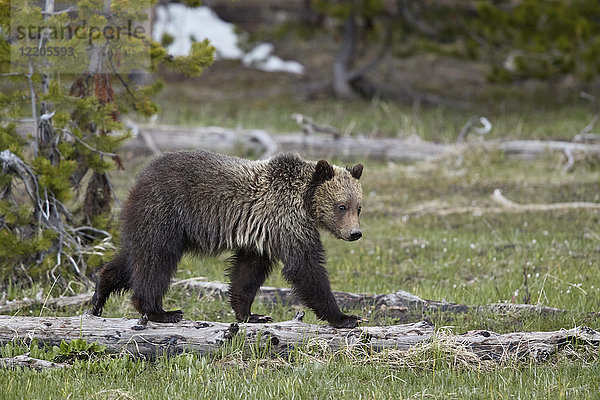 Grizzlybär (Ursus arctos horribilis)  einjähriges Jungtier  Yellowstone National Park  Wyoming  Vereinigte Staaten von Amerika  Nordamerika