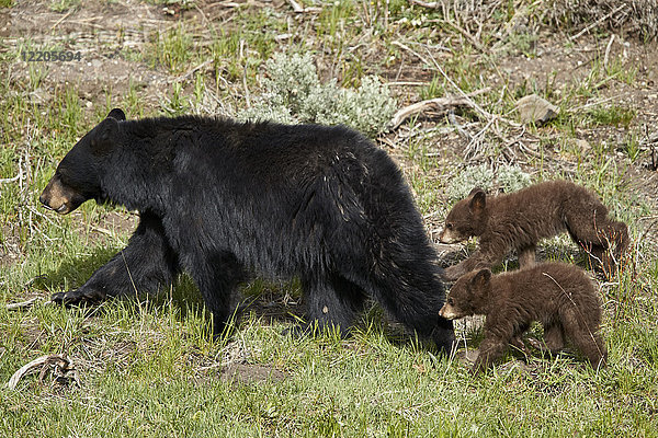 Schwarzbärensau (Ursus americanus) und zwei schokoladenfarbene Jungtiere  Yellowstone National Park  Wyoming  Vereinigte Staaten von Amerika  Nord-Amerika