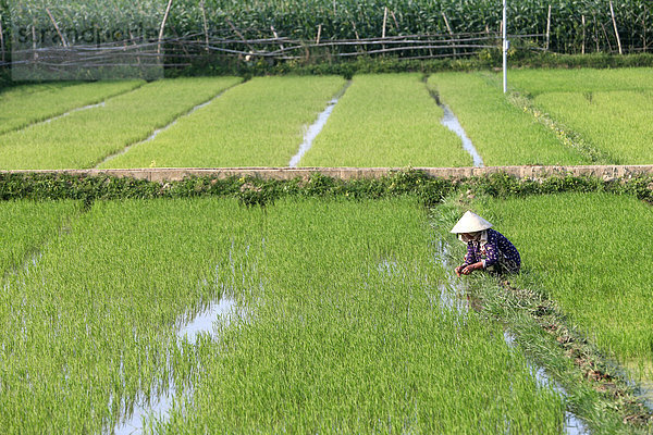 Vietnamesische Bäuerin bei der Arbeit in ihrem Reisfeld beim Einpflanzen von jungem Reis  Hoi An  Vietnam  Indochina  Südostasien  Asien