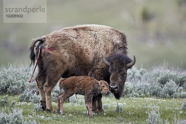 Bison (Bison bison) Kuh und neugeborenes Kalb  Yellowstone National Park  Wyoming  Vereinigte Staaten von Amerika  Nordamerika