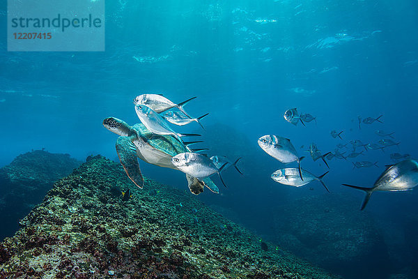 Unterwasseransicht von Schildkröten und Jackfischen  Seymour  Galapagos  Ecuador  Südamerika
