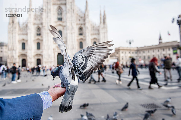 Mann füttert Taube auf der Hand im Quadrat  persönliche Perspektive  Mailand  Lombardei  Italien