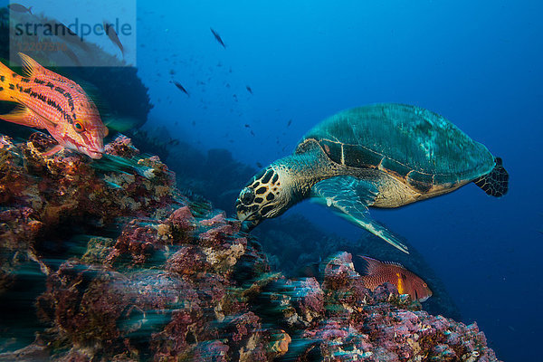 Schildkröten- und Schafskopffische  die sich von Korallen ernähren  Seymour  Galapagos  Ecuador  Südamerika