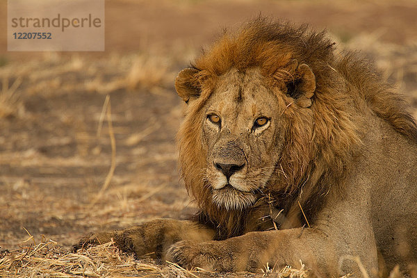 Porträt eines Löwen (Panthera leo)  Nahaufnahme  Tarangire-Nationalpark  Tansania  Afrika