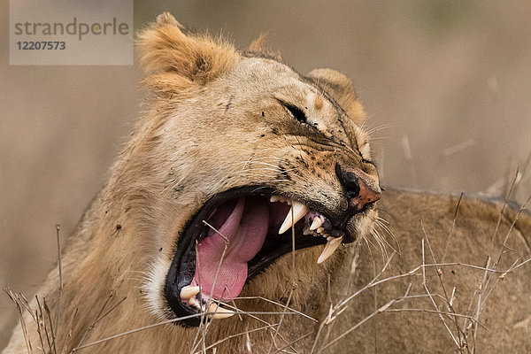 Löwe (Panthera leo)  offener Mund  Tsavo  Kenia  Afrika