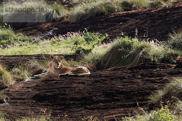 Löwin (Panthera leo)  die sich auf einem als Löwenfelsen bekannten Kopje im Lualenyi-Reservat  Tsavo  Kenia  ausruht