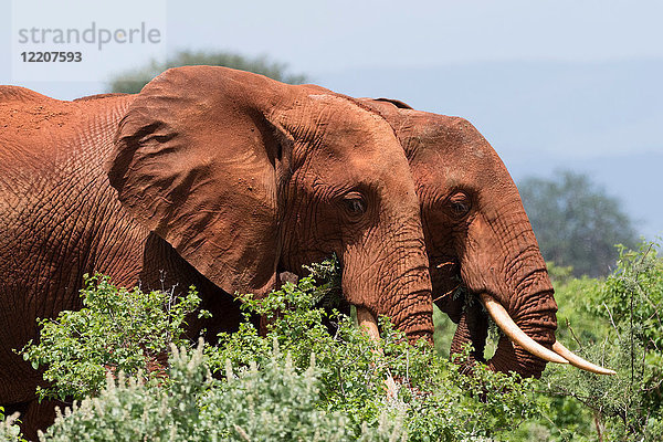 Zwei afrikanische Elefanten (Loxodonta africana) laufen im Busch  Tsavo  Kenia