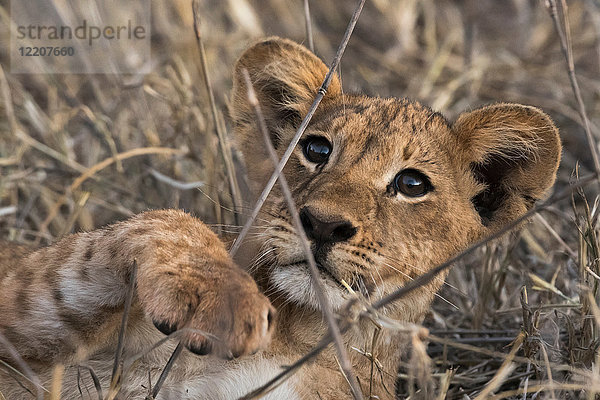 Löwenjunges (Panthera leo)  im langen Gras  Tsavo  Kenia  Afrika