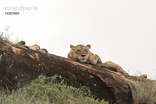 Zwei Löwinnen (Panthera leo) ruhen sich auf einem als Löwenfelsen bekannten Kopje im Lualenyi-Reservat  Tsavo  Kenia  aus
