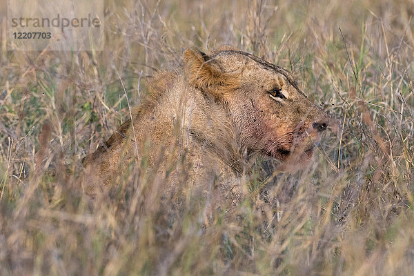 Löwe (Panthera leo)  Tsavo  Kenia  Afrika