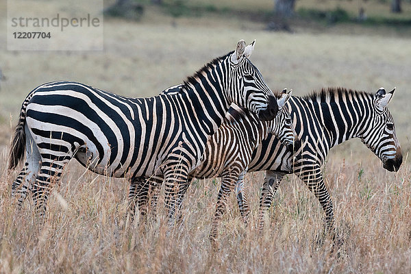 Gewöhnliches Zebra (Equus quagga) Tsavo  Kenia  Afrika