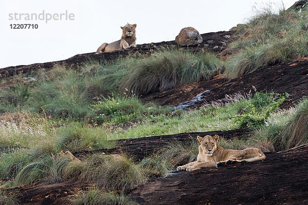 Löwin und Löwenmännchen (Panthera leo) ruhen sich auf dem als Löwenfelsen bekannten Kopje im Lualenyi-Reservat  Tsavo  Kenia  aus