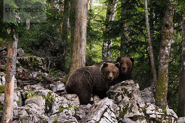 Zwei europäische Braunbären (Ursus arctos)  Markovec  Gemeinde Bohinj  Slowenien  Europa